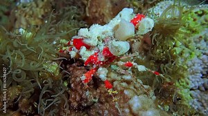 Vibrant shot of sea anemone (Entacmaea quadricolor), home to symbiotic clownfish, in richly diverse marine environment of Aqaba, Red Sea. Macro slow motion.