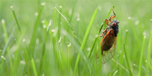 What Pest Control Experts Want You to Know About Cicadas and if They’re Dangerous