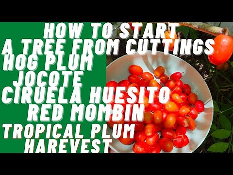 How To Start A Tree From Cuttings Hog Plum Jocote Ciruela Huesito Red Mombin | Tropical Plum Harvest