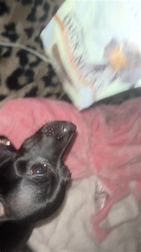 Homemade Duck Neck Dog Treats for Canine Health