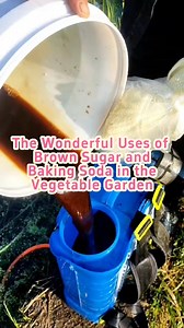 Some tips on tomato planting and management. #planting #garden #gardening #gardentips #gardeningtips #gardeninghacks #agriculture #farming #tomato | Seed To Harvest