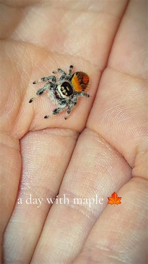 find me on Facebook #arachnid #jumpingspider #cute #spider #shortsfeed #dil #spendthedaywithme