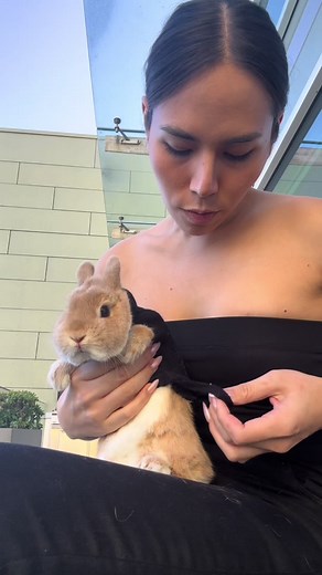 Go work with mom on set 😍🎬🎥 #bunnydayoff #bunny#bunnycando #fashionista #rabbitsofinstagram #netherlanddwarfbunny #california #vogue #pets #animals #animalovers #photography #losangeles #rabbits #hollywood #photoshoot #ootd #cute #bunniesofinstagram #viral #taylorswift #bunnyrabbit #fashionblogger #cutepetclub #cassettabeverlyhills