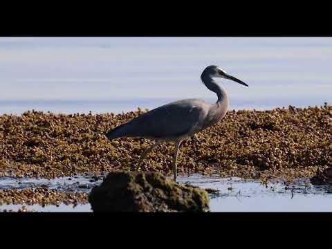 White faced Heron