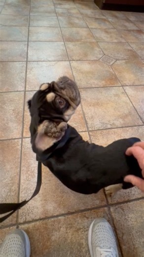 Today is the day for Uncle Fester to get his first surgery on his ears. He will have the first TECA and after a few weeks he will have the second one. He is a happy sweet little man and we are happy to finally get to helping him, and ending this horribleness for him. Ricky transported him very early this morning. This is a very big surgery as you can imagine. I will include a link to read about what a TECA is in case you don't know. The question is asked all the time will he be able to hear afte