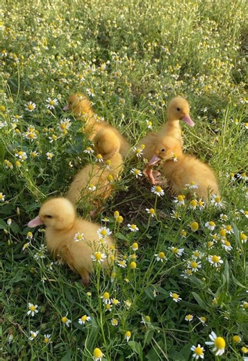 Fleetwood Mac Springtime Lyrics Exploration