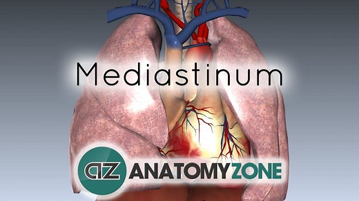 Mediastinum - 3D Models, Video Tutorials & Notes | AnatomyZone