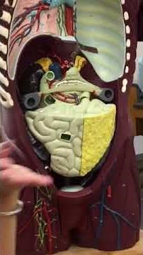 Anatomy of human torso