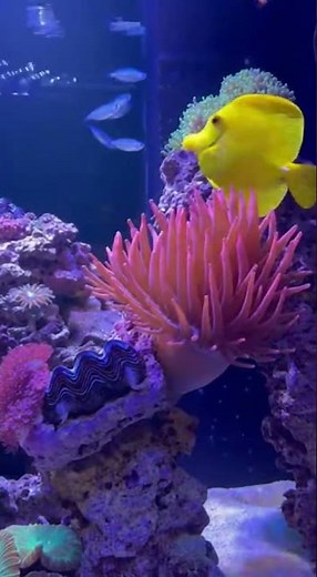 Relaxing Saltwater Aquarium 🌊🐠 | Peaceful Reef Fish & Ocean Ambience