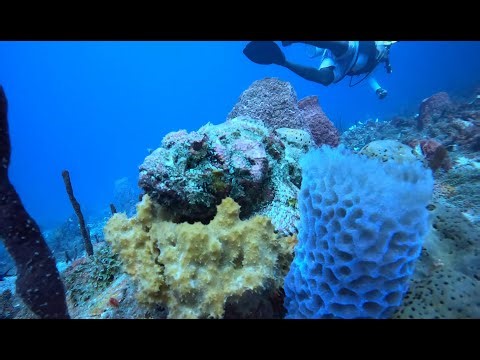 St. Lucia Scuba Diving Snorkeling highlights GoPro 4k