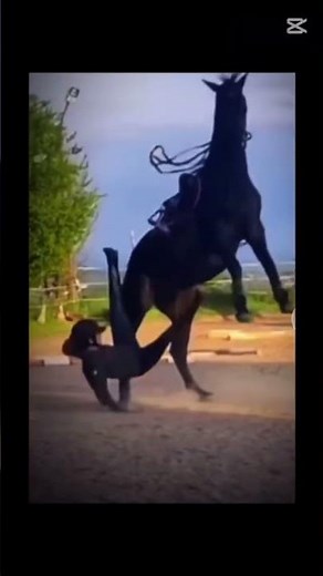 worst fails😭 (poor ponys) #equestrian #pony #edit #horseriding