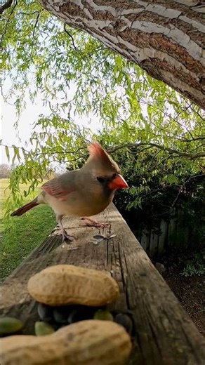 Cardinals were once captured as pets — their popularity helped create bird protection laws 🔴🕊️