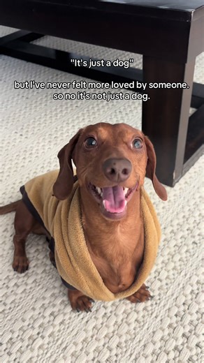 No one can convince me that he’s just a dog 🥹 #dachshund #miniaturedachshund #wienerdog #dachshundsoftiktok #dachshundpuppy