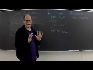 DNA RNA Protein Synthesis