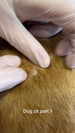 FurbulousGrooming on TikTok