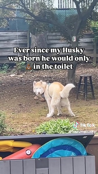 Husky's First Outdoor Experience After 10 Years