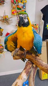 9.9K views · 286 reactions | Adopt BG – A Gentle and Charming...