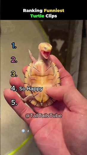 Ranking Funniest Turtle Clips #shortanimals #funnyturtle
