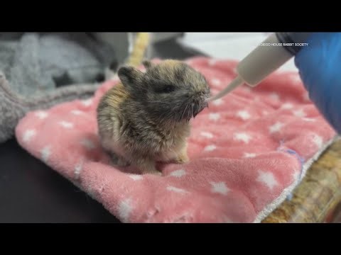 Local rabbit rescue urges families not to purchase rabbits for Easter