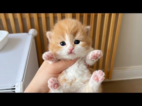 Little Kittens Meowing || Cute Kitten Meow Moments || Adorable Cat Sounds Compilation