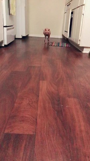 Adorable Baby Sphynx Cat with Sweet Belly | Cute Alien Babies