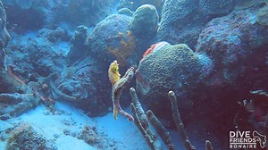 2.1K views · 155 reactions | Did you know that seahorses are...