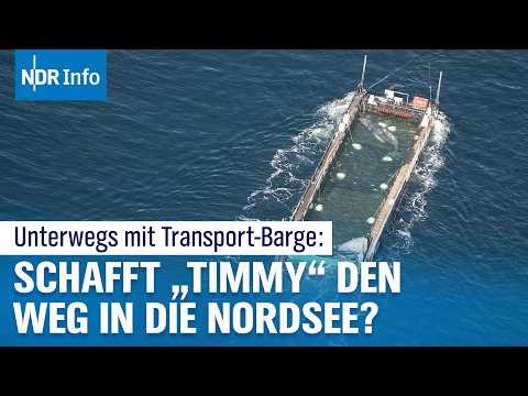 Walrettung Ostsee: "Timmy" wird mit Barge in Richtung Nordsee transportiert | NDR Info