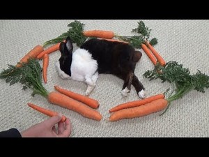 Waking a sleeping rabbit by surrounding him with carrots