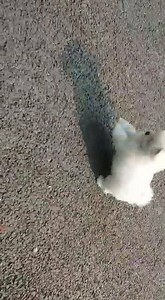 Bichon frise puppies available Mumbai Pet Shop Genuine buyers can feel free to contact us 9773344988 | Mumbai Pet Shop & Pet Clinic