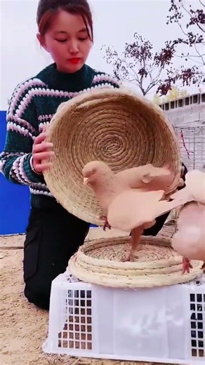 “King Size Fancy Kabootar 🐦 | Most Majestic Pigeons Ever!” #fancykabootar #pigeonlovers #pigeon