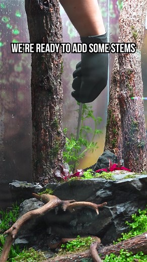 What livestock would you keep in this tank? 🐠 After dry starting this UNS 60C for a few weeks to allow the Monte Carlo and moss to take hold, we were ready to add more plants! A mix of stems, Crypts, Buce, & more were incorporated into this scape. Each plant was placed strategically based on height and leaf shape to create a well-balanced setup ✨ #aquaticplants #aquariumplants #plantedtank #plantedaquarium | Buce Plant