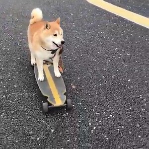 36K views · 1.3K reactions | Wowzers! Our First Shiba Skateboard Sighting! A+ For Effort! source / credit:https://www.instagram.com/nailsalonniche/ | My First Shiba Inu | Facebook