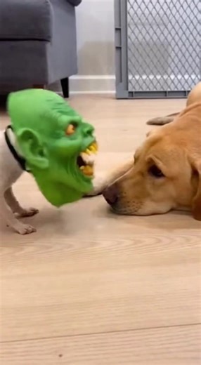 犬のお面に驚く面白い犬たち