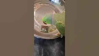 Indian Ringneck Parrot Sings to His Reflection