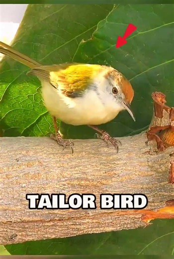 “Amazing Bird Nests You’ve Never Seen! 🐦 #Birds #Nature #shorts