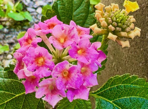 Hifumi Yamagawa on Instagram: "1月30日(金) おからのお菓子の日 タビナカの日 3分間電話の日 孝明天皇例祭 節々の痛みゼロを目指す日 誕生酒：サザン・クランベリー・ソーダ 酒言葉：心や体が敏感な霊感の持ち主 おはフライデー(*Ü*)ﾉ"☀️ 那覇：くもり 最高気温：20℃(+1) 最低気温：14℃(+1) 湿度：96〜60〜71% ROK あかちちで〜びる 5:00〜6:50 MC盛和子・吉田安敬 スプラッシュ 6:55〜8:55 MC諸見里杉子・北山亭メンソーレ まいたの 9:30〜11:30 MCとうめまきこ ラジオカーただのあきのり ティーサージパラダイス 12:00〜14:20 MCひーぷーこと真栄平仁 (ホーメルおしゃべりkitchen：スズカーサーキットさーきー) (方言ニュース：赤嶺啓子) 気ままにウィークリー 14:20〜14:30 MC中沢初絵 華華天国 14:30〜16:45 MC 週替わり ユーグラデーションタイムチョイス 16:55〜19:00 MC小橋川響 あきらキラキラ金曜日 20:00〜22:00 MC森田明・とうめまき