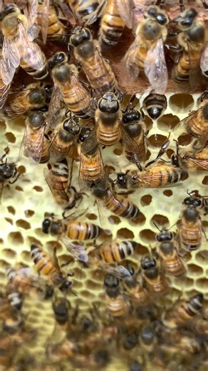 Life of Worker Bees 🐝 | Busy in the Hive