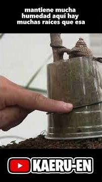 Technique for growing aerial roots in #bonsai