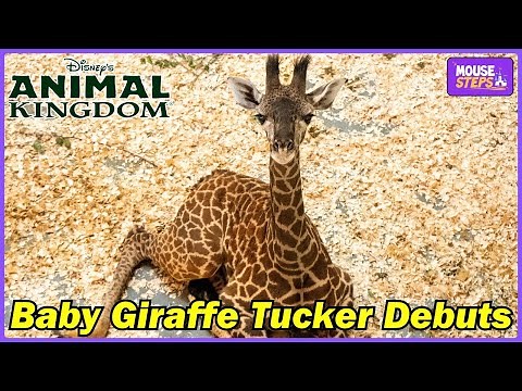 Baby Giraffe Tucker Born at Disney's Animal Kingdom (Official Video) - Walt Disney World
