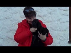 Cockerpoo und Cocker im Vergleich www.welpenvermittlung-hunde.at