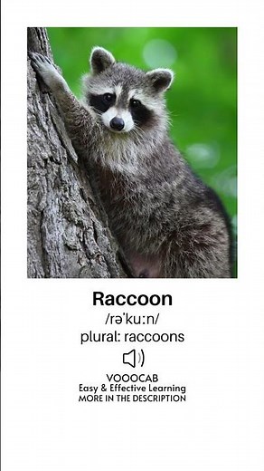 Raccoon. Pronunciation, English Phonetic Transcription, Plural Form/Wild Animals Vocabulary Playlist