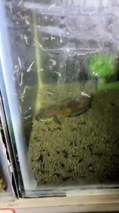 While some dwarf Channa species are considered relatively easy to breed in a home aquarium, the process generally requires specific conditioning, patience, and careful management due to their aggressive and territorial nature. #chanaindonesia #breeding #chanalimbata | Putu Adi Putra