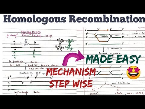 Homologous Recombination || Mechanism|| Holiday Model #Made Easy🤩😎