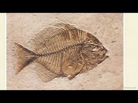 Earth's Stone Scrapbook Reading the Fossil Record