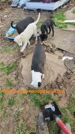 making use of pop up spring in the yard #happypup #puppup