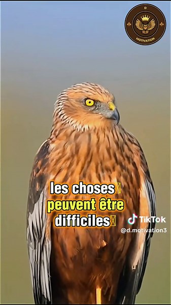 je ne regarde plus l'évolution de mes amis #inspiration #motivation #conseil