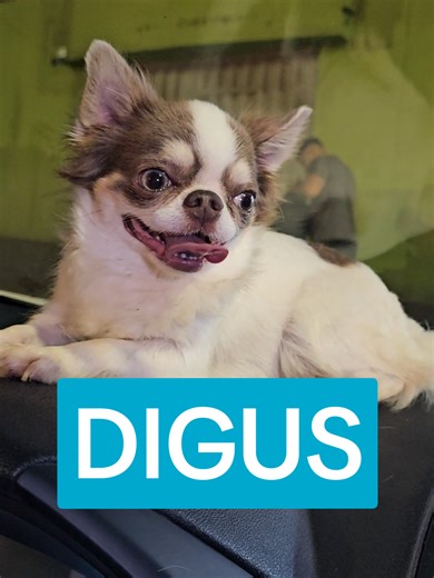 CHIHUAHUA TAILANDES PERÚ #chihuahuas #chihuahua #doglover #cachorro #perritos