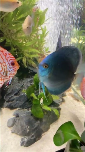 This Discus Won’t Go Without A Fisht!#cat #memes #funny #music #titmouse #sadanimalfacts #meme