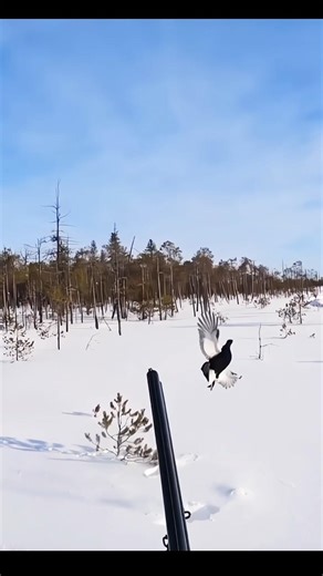 Pheasant Hunting in Colorado Snow Storm