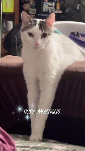 Secret Cat Model of the Year!|WujiKitty